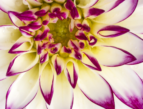 Macro Flower Photography Tip #10