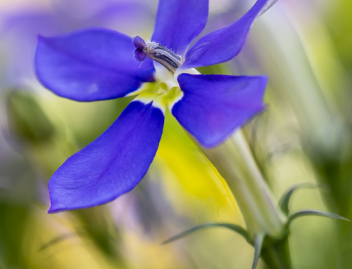 Macro Flower Photography Tip #9
