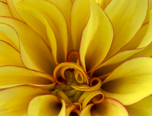 Macro Flower Photography Tip #11