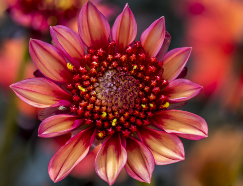 Photo of the Day – Dahlia ‘Lubega Dark Orange’