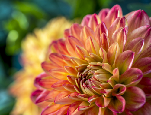 Photo of the Day – Dahlia ‘Lubega Power Yellow-Orange’