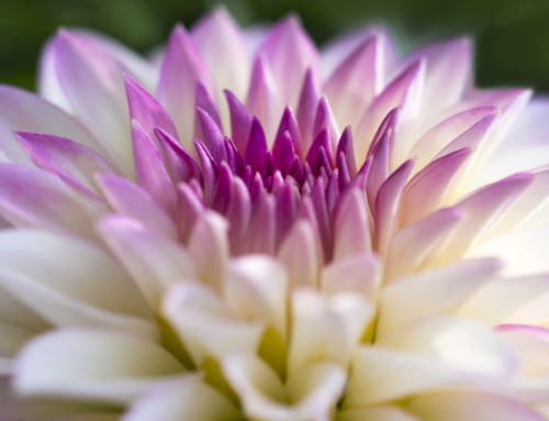 Photo of the Day – Dahlia hybrida ‘Grandalia™ Pink Ice’