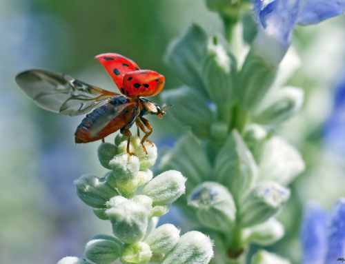 Photo of the Day – Ladybug in Preflight