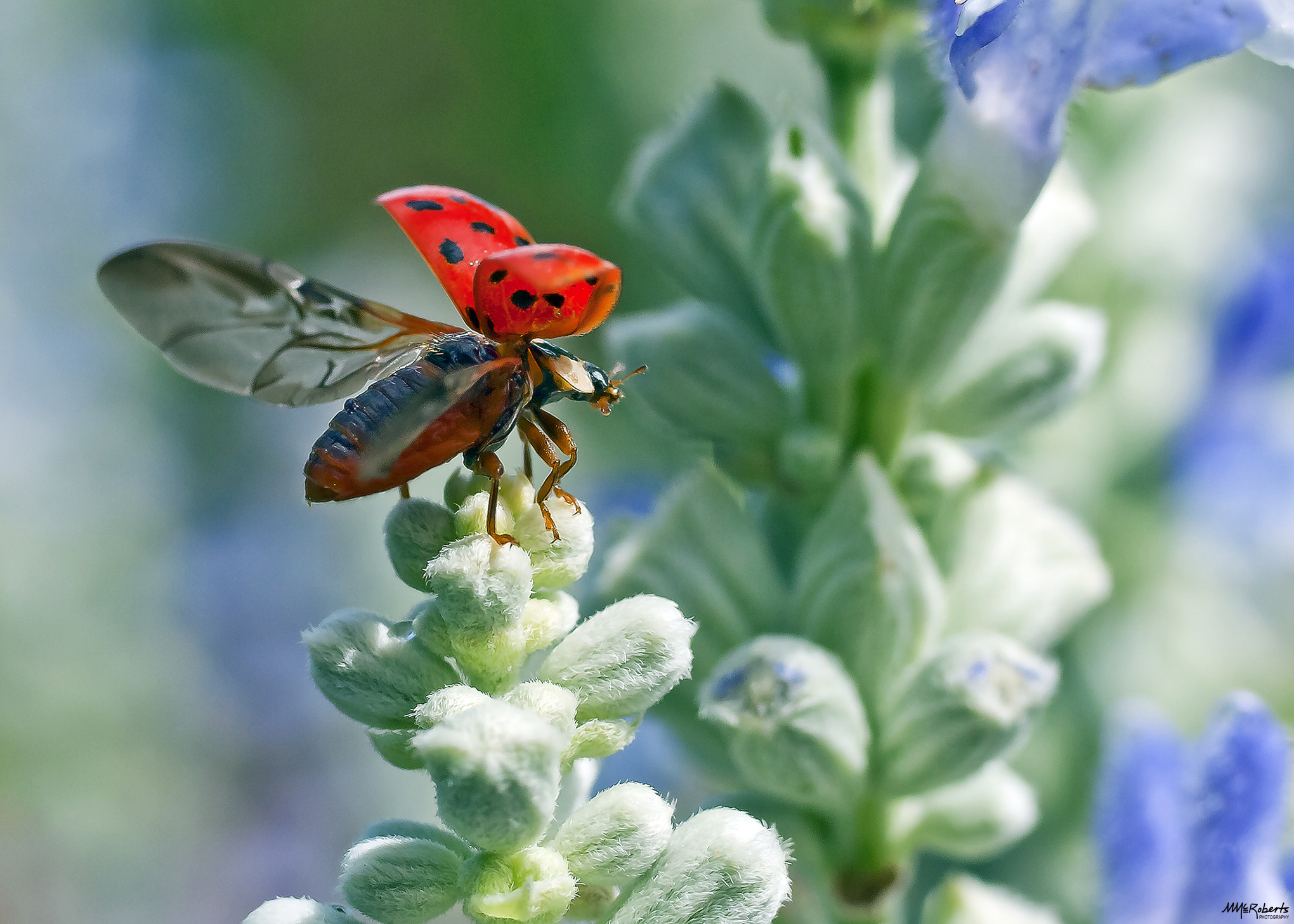 Photo of the Day – Ladybug in Preflight