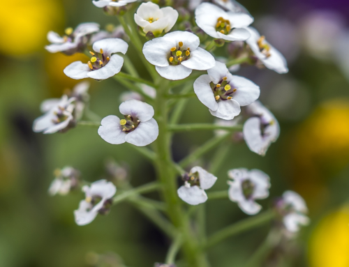 Macro Flower Photography Tip #12